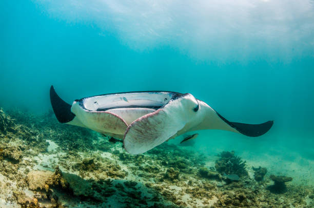 istock Manta Ray Swimming in The Wild, Australia 1216520959
