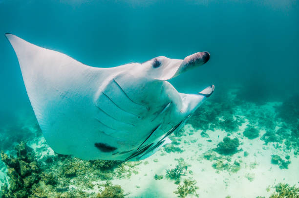 istock Manta Ray Swimming in The Wild, Australia 1216521026
