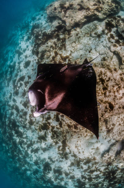 istock Manta Ray Swimming in The Wild, Australia 1216521061