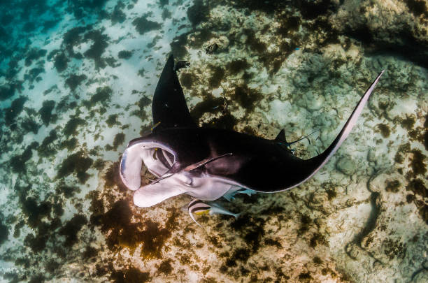 istock Manta Ray Swimming in The Wild, Australia 1216521067