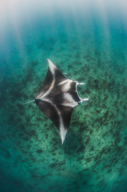 istock Manta Ray Swimming in The Wild, Australia 1216521074