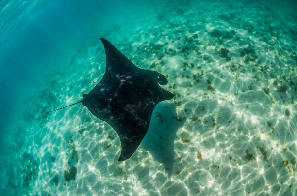 istock Manta Ray Swimming in The Wild, Australia 1216521083