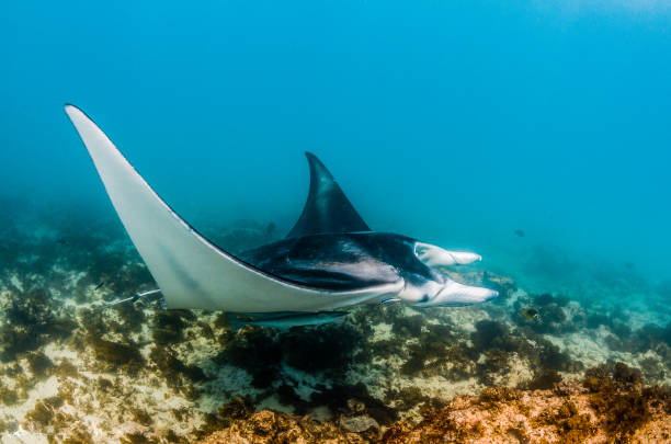 istock Manta Ray Swimming in The Wild, Australia 1216521097