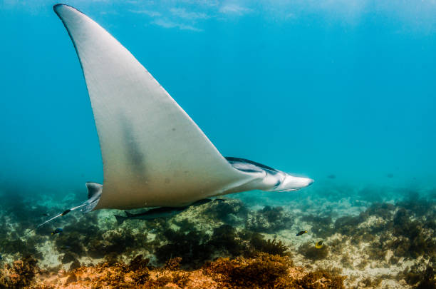 istock Manta Ray Swimming in The Wild, Australia 1216521129