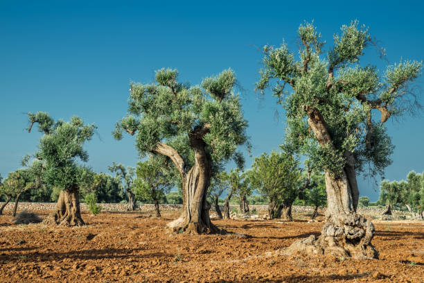 istock Mediterranean olive plantation and an old olive tree in the foreground. 1216521147