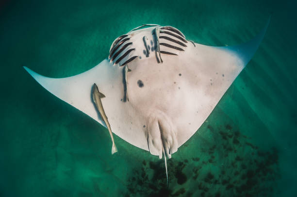 istock Manta Ray Swimming in The Wild, Australia 1216521162