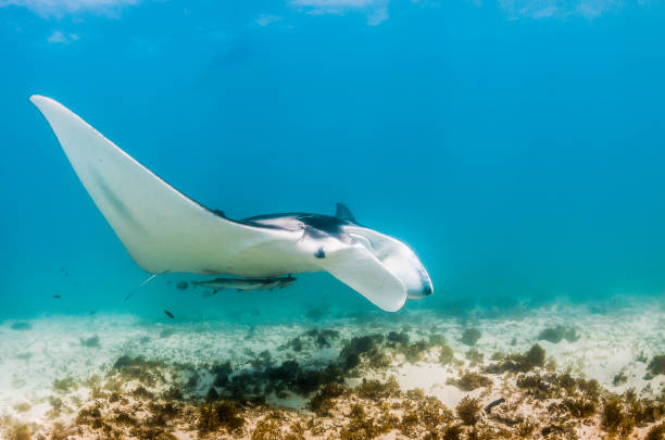 istock Manta Ray Swimming in The Wild, Australia 1216521163