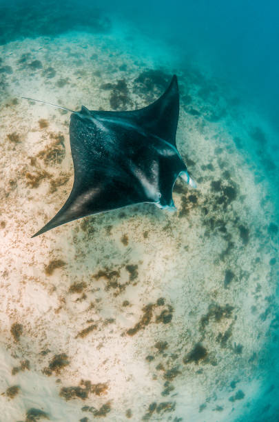 istock Manta Ray Swimming in The Wild, Australia 1216521186