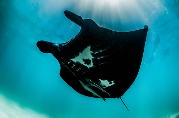 istock Manta Ray Swimming in The Wild, Australia 1216521190