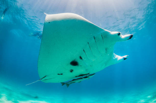 istock Manta Ray Swimming in The Wild, Australia 1216521192