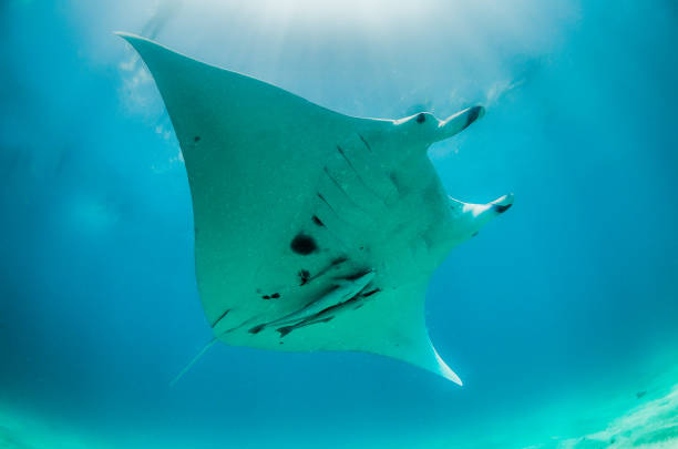 istock Manta Ray Swimming in The Wild, Australia 1216521198