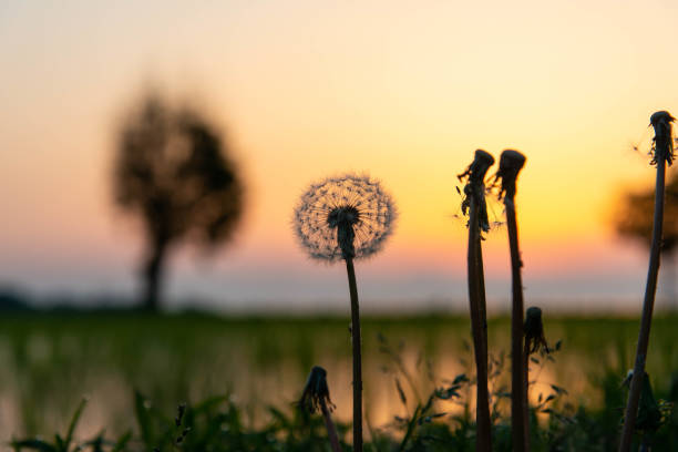 istock Orange sky and dandelion at dawn 1216521246