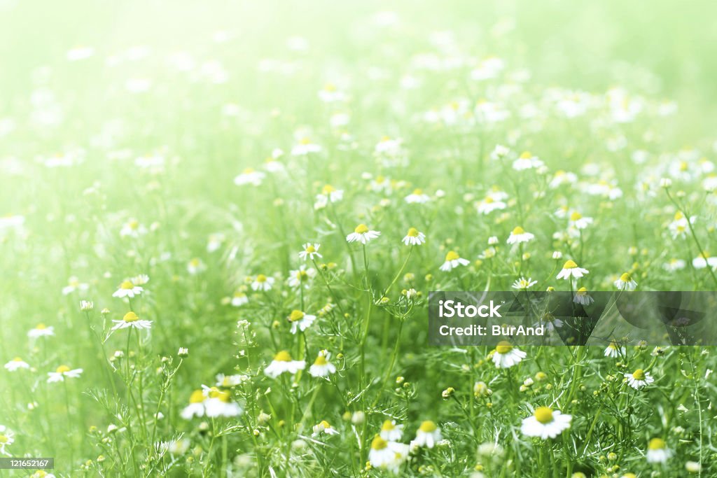 meadow - Foto stock royalty-free di Ambientazione esterna