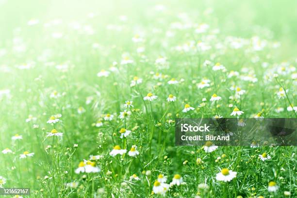 Meadow - Fotografie stock e altre immagini di Ambientazione esterna - Ambientazione esterna, Ambiente, Astratto