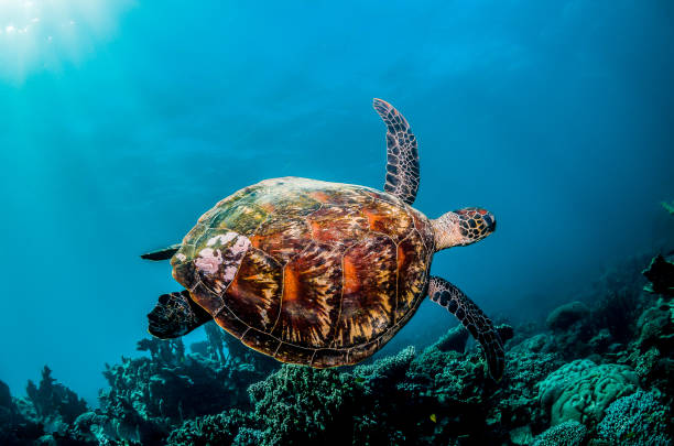 tortuga marina nadando en el arrecife salvaje entre coral - hawksbill turtle fotografías e imágenes de stock