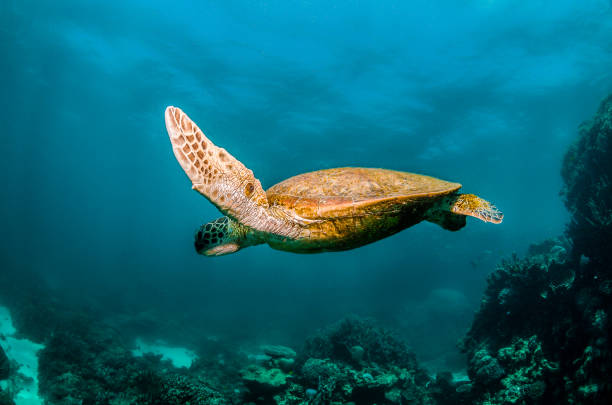 istock Sea Turtle Swimming in the Wild Among Coral Reef 1216522821