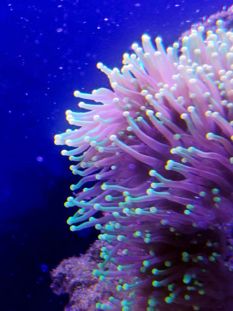 istock Aquarium coral reef 1216523542