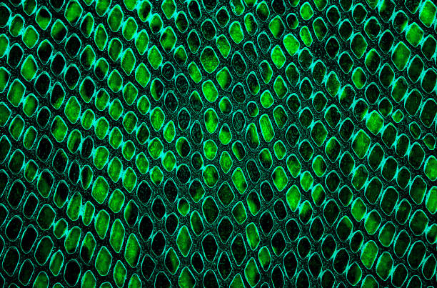 istock Snake skin background. Green color. 1216523878