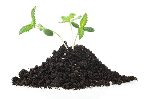 istock Sprouts of hemp cannabis marijuana growing from soil, white background. 1216523889