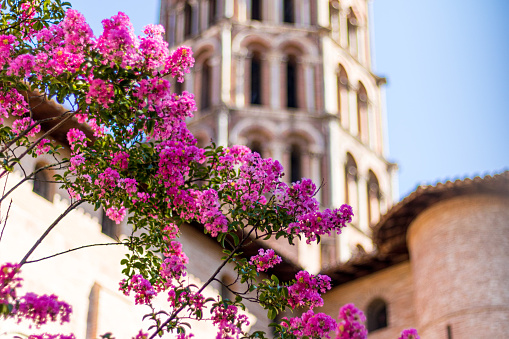 Pink flower contrasting with the red bricks of the Basilica of Saint-Sernin, Toulouse