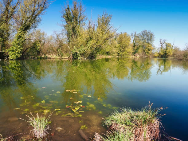 bagno - wilderness area flower pond clear sky zdjęcia i obrazy z banku zdjęć