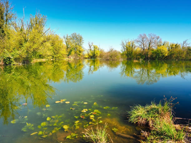 늪 - wilderness area flower pond clear sky 뉴스 사진 이미지