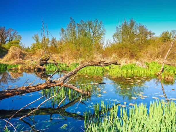 piękne bagno abstrakcyjne - wilderness area flower pond clear sky zdjęcia i obrazy z banku zdjęć