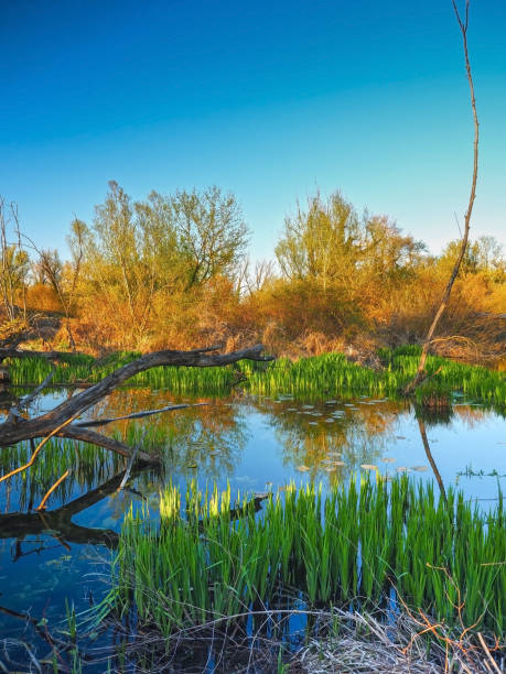 piękne bagno abstrakcyjne - wilderness area flower pond clear sky zdjęcia i obrazy z banku zdjęć