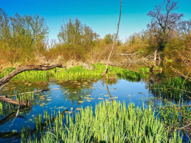 piękne bagno abstrakcyjne - wilderness area flower pond clear sky zdjęcia i obrazy z banku zdjęć