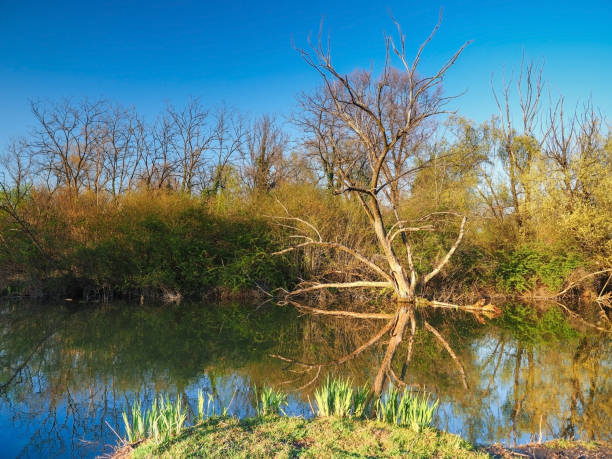 piękne bagno abstrakcyjne - wilderness area flower pond clear sky zdjęcia i obrazy z banku zdjęć