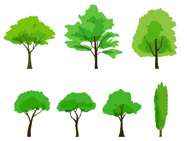다양한 녹색 나무의 일러스트 세트 - chestnut tree leaf tree white background stock illustrations
