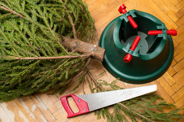 Green, natural Christmas tree, saw and a plastic stand lie on the parquet floor. Trimming excess branches, preparing for the New Year. Green, natural Christmas tree, saw and a plastic stand lie on the parquet floor, indoors. Trimming excess branches, preparing for the New Year. khaki green photos stock pictures, royalty-free photos & images