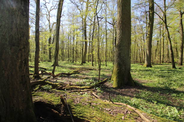 istock wild garlic field in forrest 1216528843