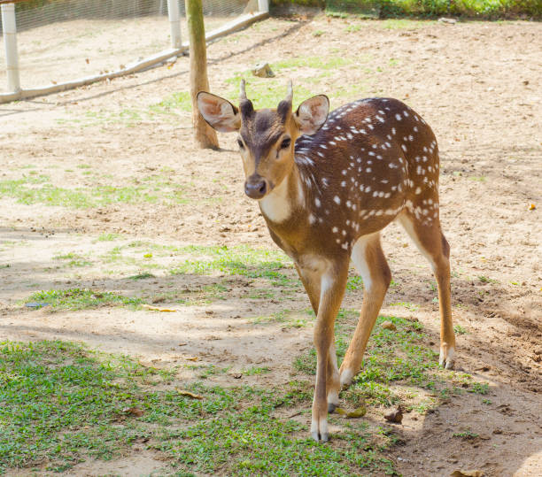 istock Tame deer animal walking around freely 1216529665