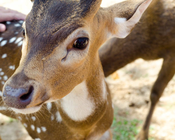istock Tame deer animal walking around freely 1216529871