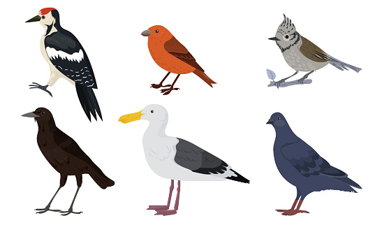 Set of isolated hand drawn different kinds of city birds over white background vector illustration. Happy children books illustrations concept