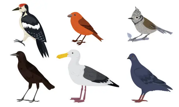 Vector illustration of Different kinds of city birds vector illustration