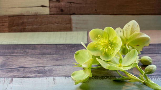 istock Hellenborus on wooden background 1216531085