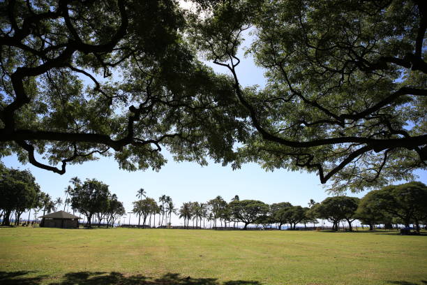 istock Ala Moana Beach Park Oahu Hawaii Palm 1216531529