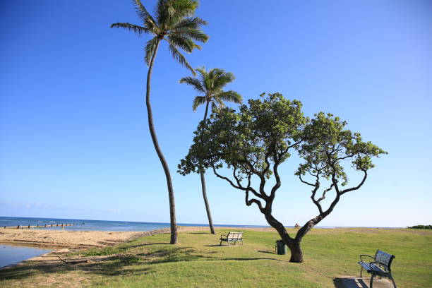 istock Hunakai Beach Waialae Beach Park Oahu Hawaii Palm Tree 1216531549
