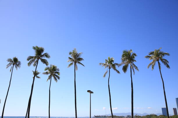istock Ala Moana Beach Park Oahu Hawaii Palm 1216531561