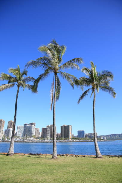 istock Ala Moana Beach Park Oahu Hawaii Palm 1216532107