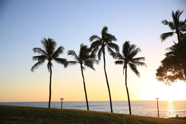 istock sunset by the beach park palm tree 1216532228