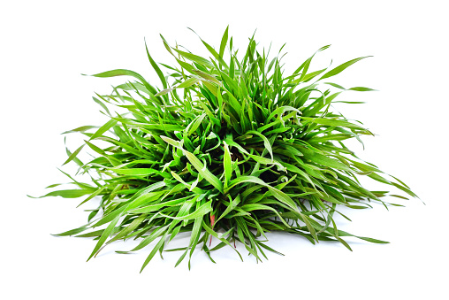 Bunch of green grass on a white background.