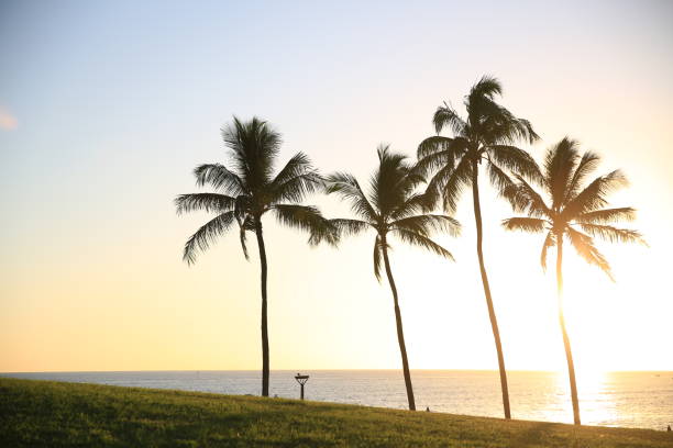 istock sunset by the beach park palm tree 1216532837