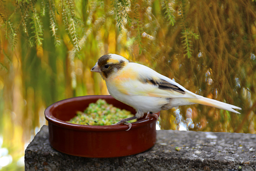 Canary on top of a Feeder living in an Aviary.\nThis bird is a symbol of the Canary Islands.