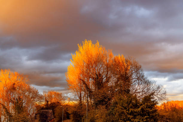 Tops of trees lit by the setting sun in a forest.