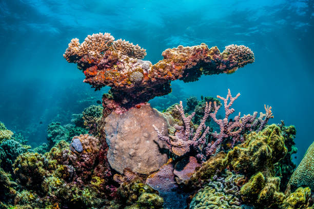 istock Colorful Hard Corals in Clear Blue Water 1216533695