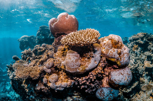 istock Colorful Hard Corals in Clear Blue Water 1216533752