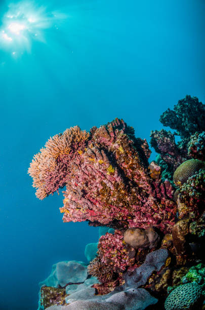 istock Colorful Hard Corals in Clear Blue Water 1216533795